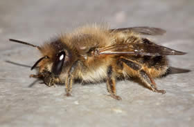 Solitaire bijen